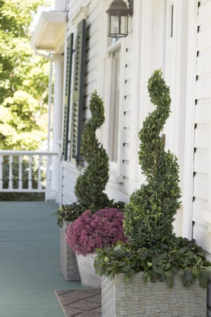 AT HOME for release JULY 2018 THE WELL-DRESSED GARDEN Caption 01: Graceful Green Tower boxwoods trimmed into spires flank a front door and make a terrific first impression -- without demanding too much valuable porch space.