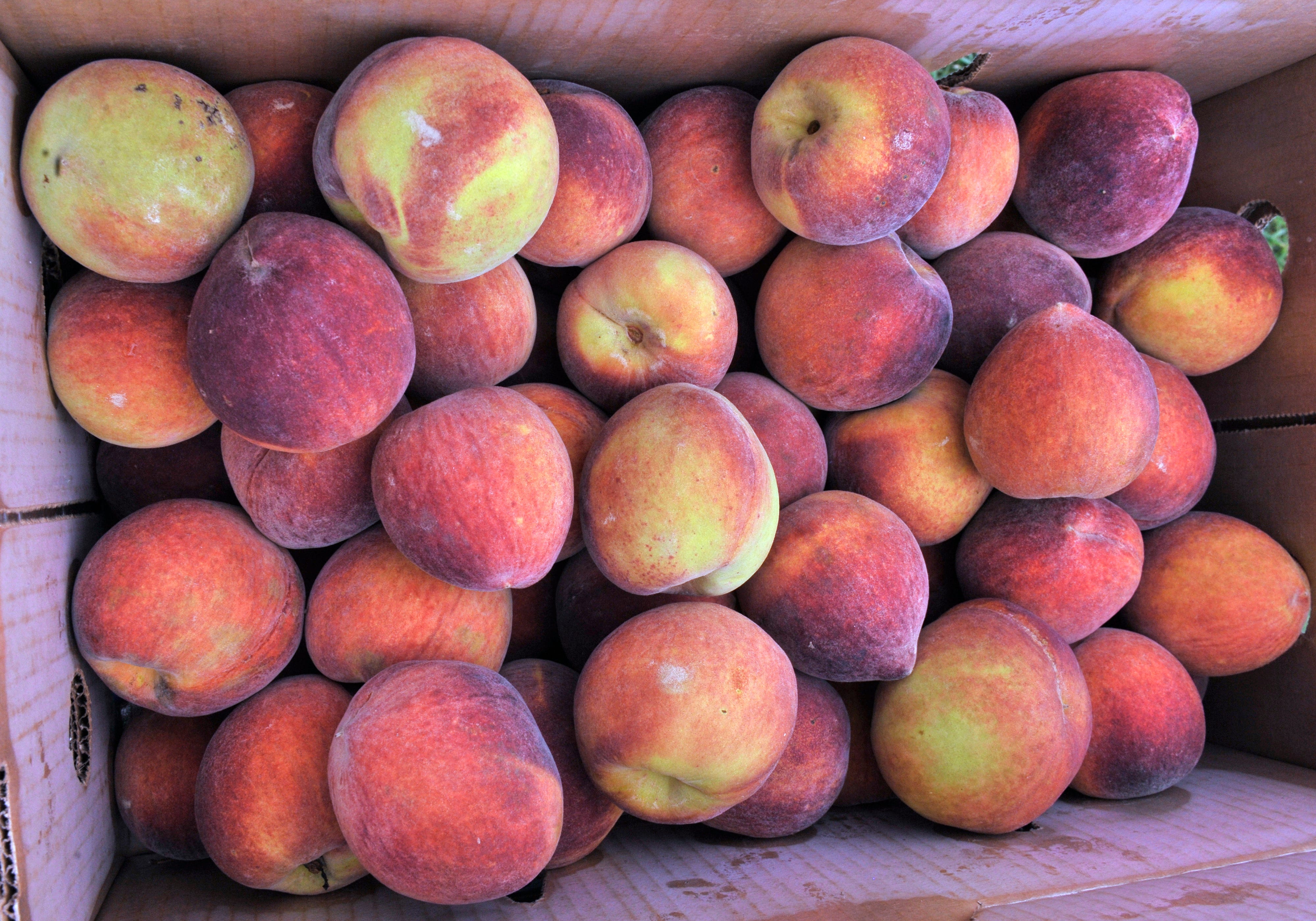 The Peach Truck Is Coming To Cincinnati This June And July