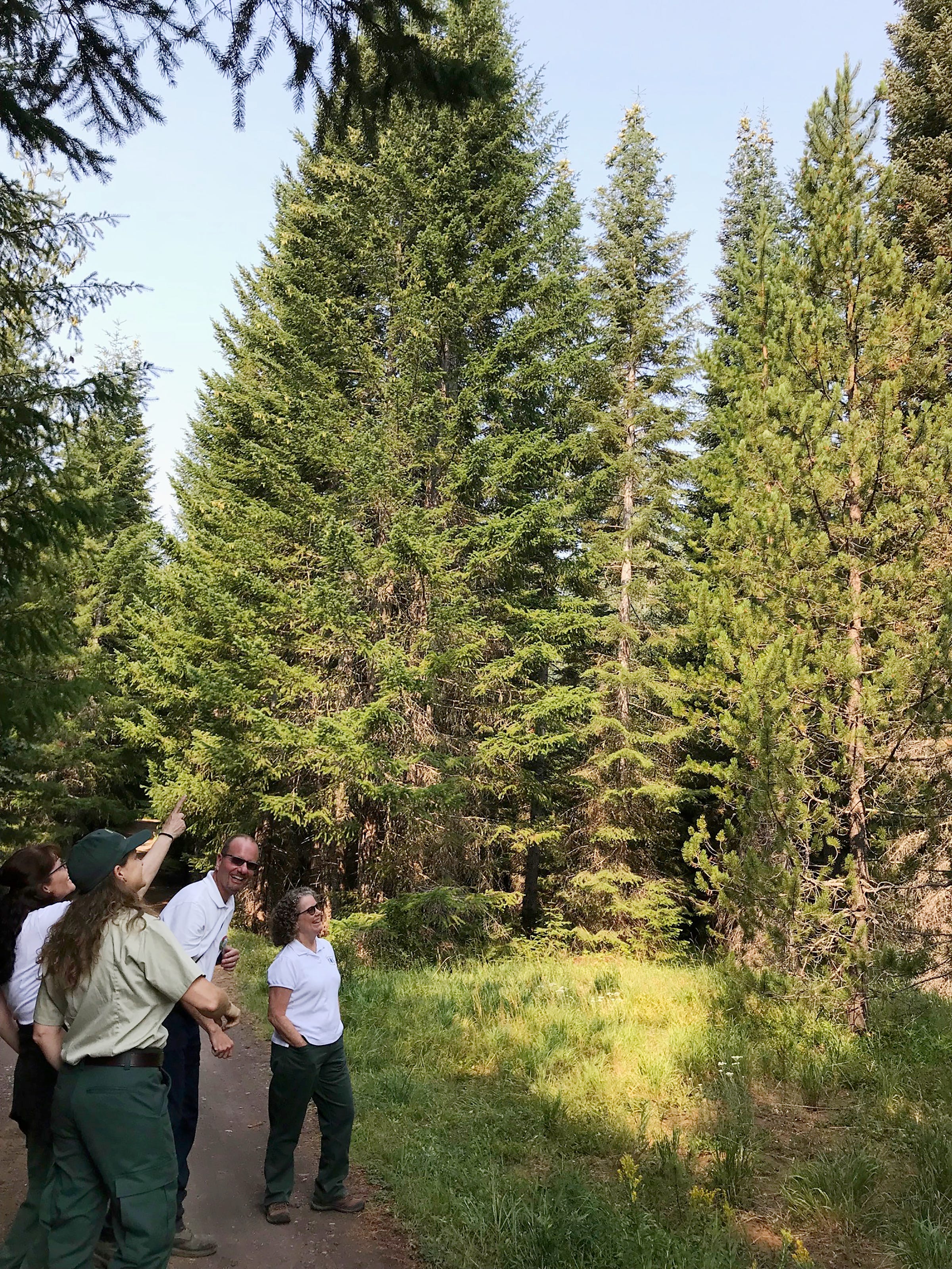 Jan. 19, 2021 And Christmas Tree And Sweet Home Oregon