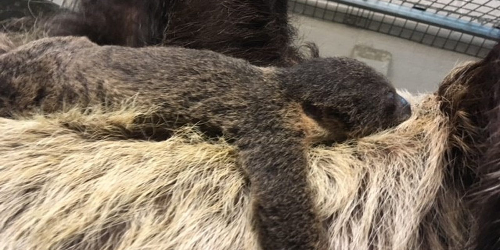 Salisbury Zoo welcomes new baby sloth