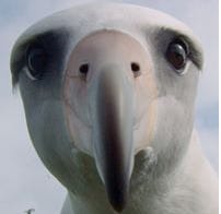 A free presentation of the documentary, "Albatross" will be offered by The Audubon Societies of Indian River, St. Lucie and Martin Counties at IRSC, Kight Center for Emerging Technologies, at 6:30 p.m., Sept. 26,  The public is invited to attend.