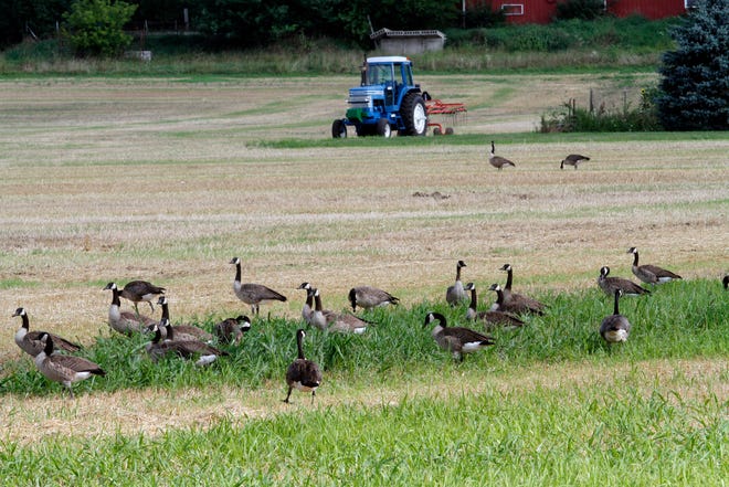 A flock of geese take over a harvest wheat field in Waukesha County. 