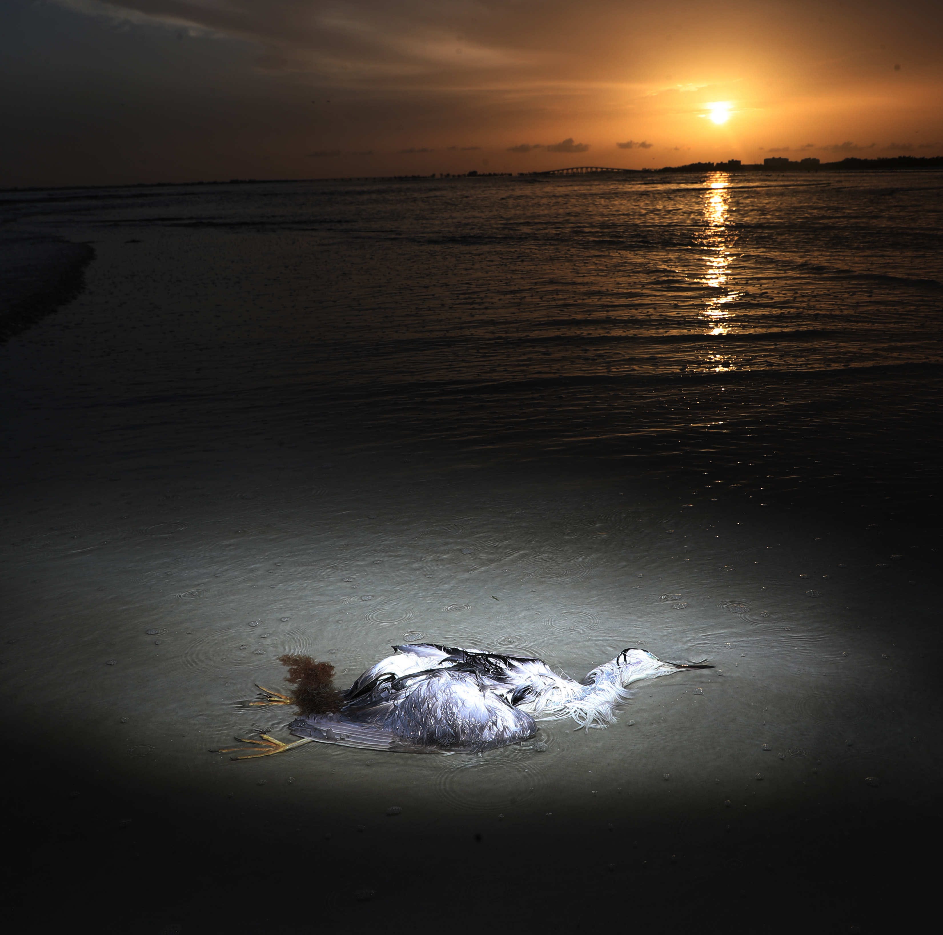 A dead wading bird lies in the surf on Bunche Beach on Wednesday. Aug. 8, 2018. A red tide outbreak is killing a large number of fish, turtles and marine life. Wading birds can be affected by eating dead fish that have succumbed from red tide.