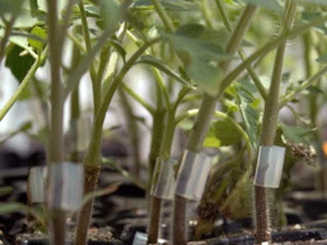 Southwest Yard Garden The Benefits Of Grafting Certain Plants Grafting and budding are techniques used to combine one plant part with another to encourage growth as a unied plant. the benefits of grafting certain plants