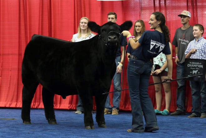 Kelsee Fargo, of Barnevald, shows her Champion Breed Steer Angus during the Governor's Blue Ribbon Livestock Auction at the Wisconsin State Fair on Aug. 8.