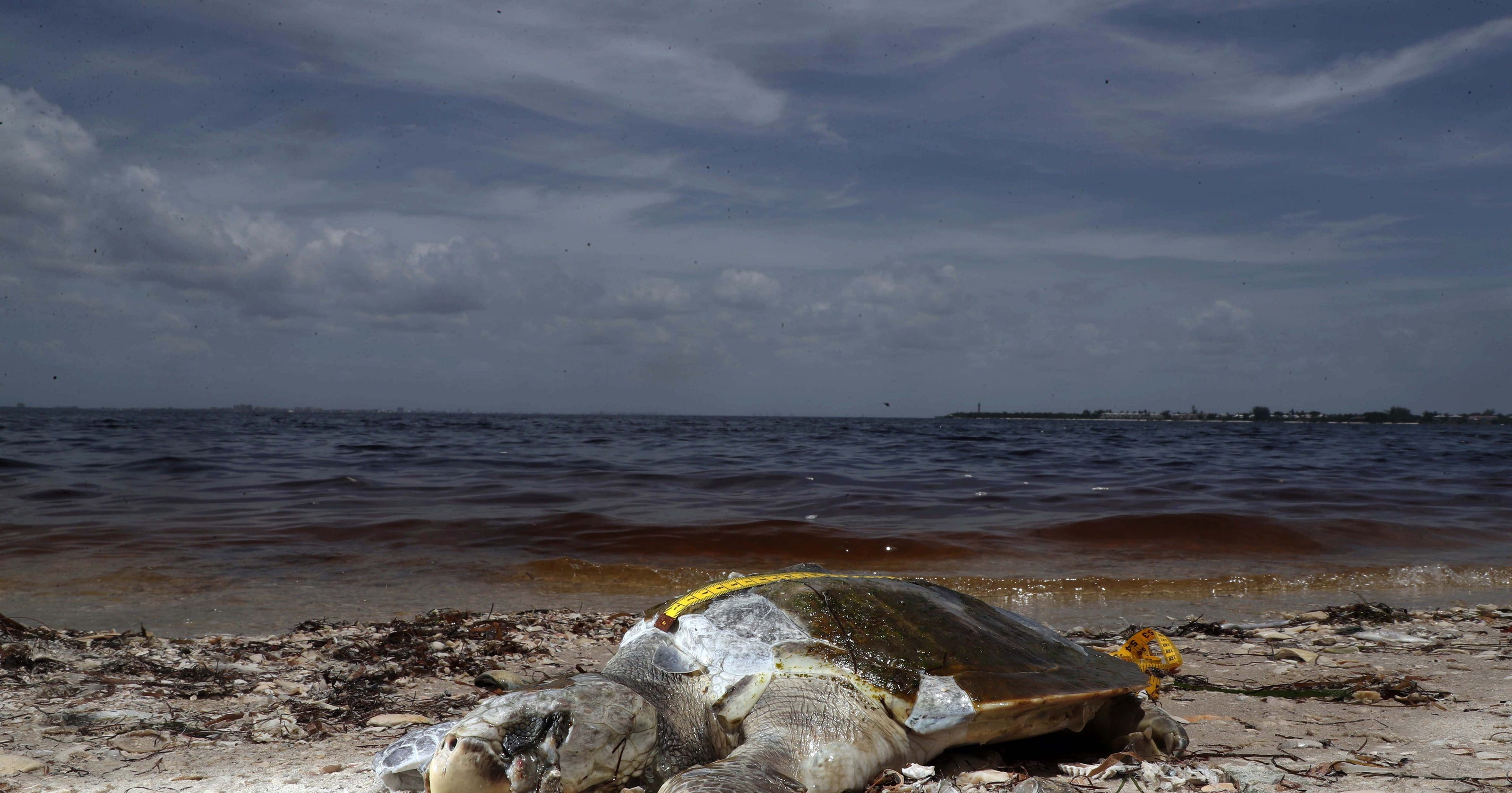 Florida algae crisis Should travelers visit Florida beaches during a