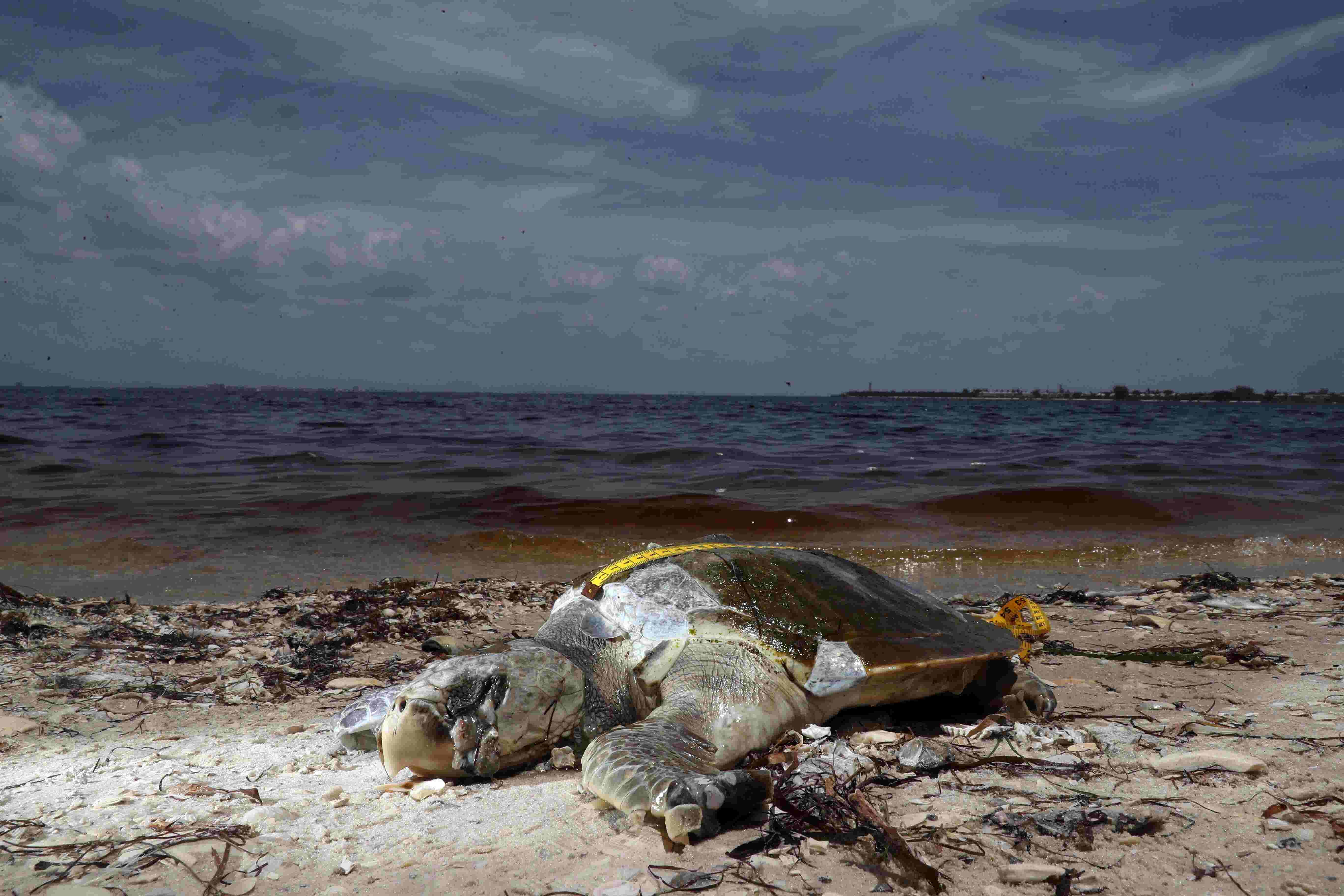 Red tide phenomenon closes Florida beaches