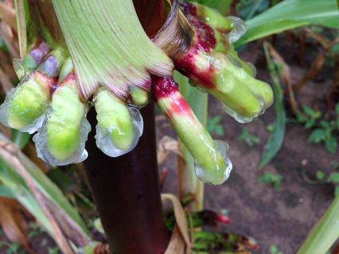 Nitrogen-fixing corn varieties secreting large amounts of sugar-rich gel as they grow in Madison, Wisconsin.