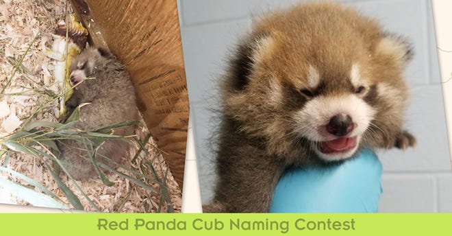 A contest will decide the name for the Binghamton Zoo at Ross Park's new red panda cub.