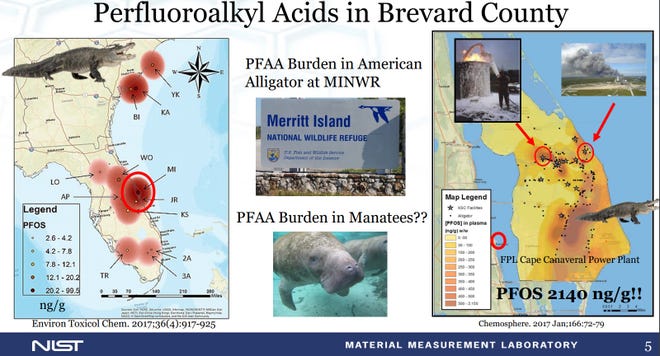 Scientists are finding perfluoroalkyl acides in alligators, dolphins, manatees and mullet at and near Kennedy Space Center. The wildlife and human effect remains mostly unknown.