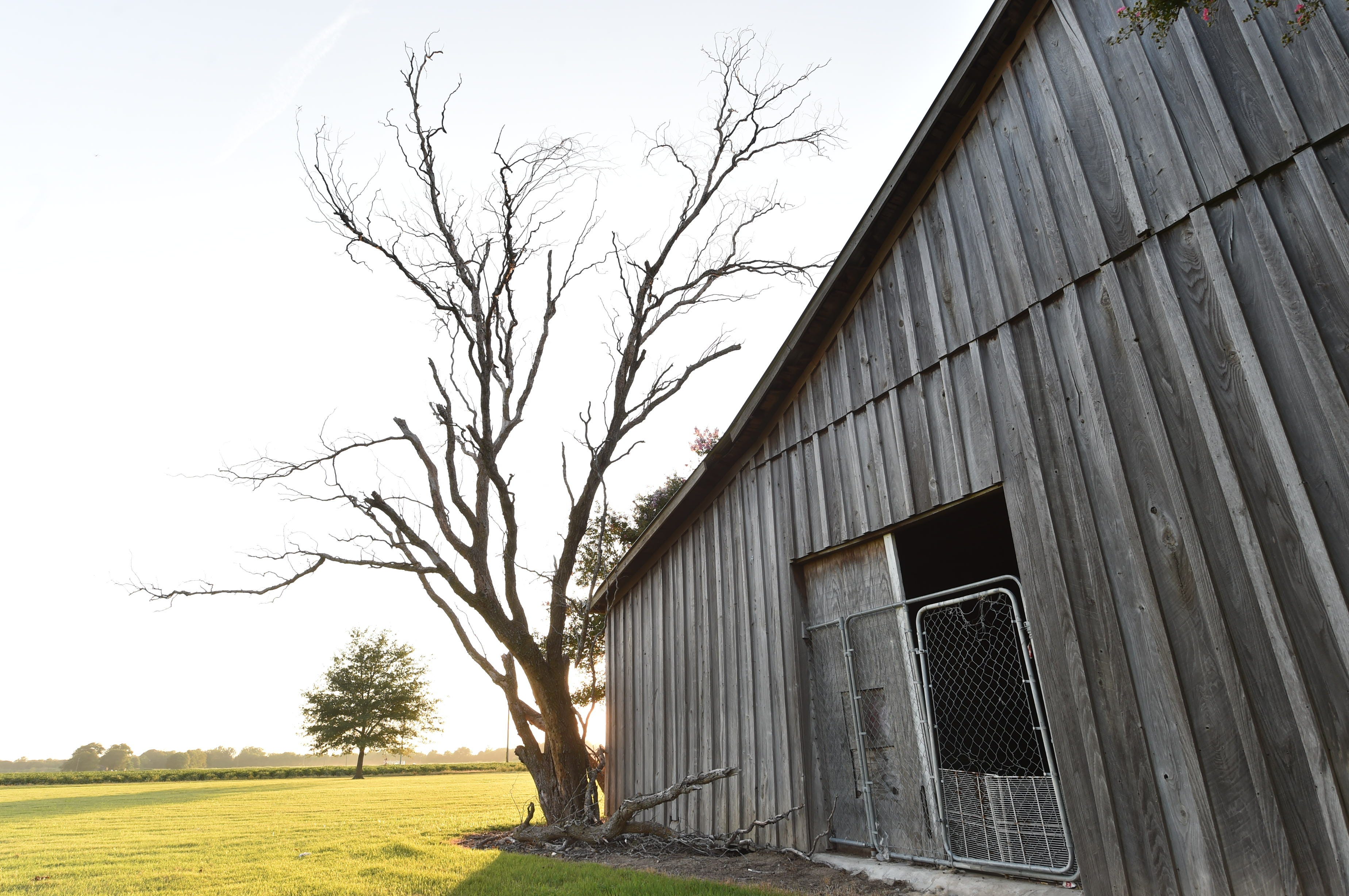 A dead tree rests at the back of the shed in Drew, Miss., where 14-year-old Emmett Till was killed by Roy Bryant and J.W. Milam.