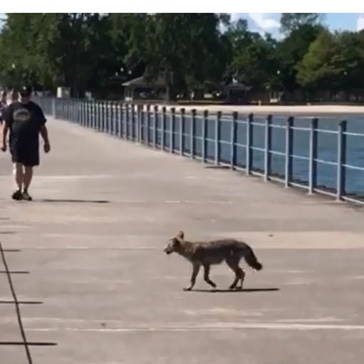 Unafraid: This coyote strolls the pier at Charlotte