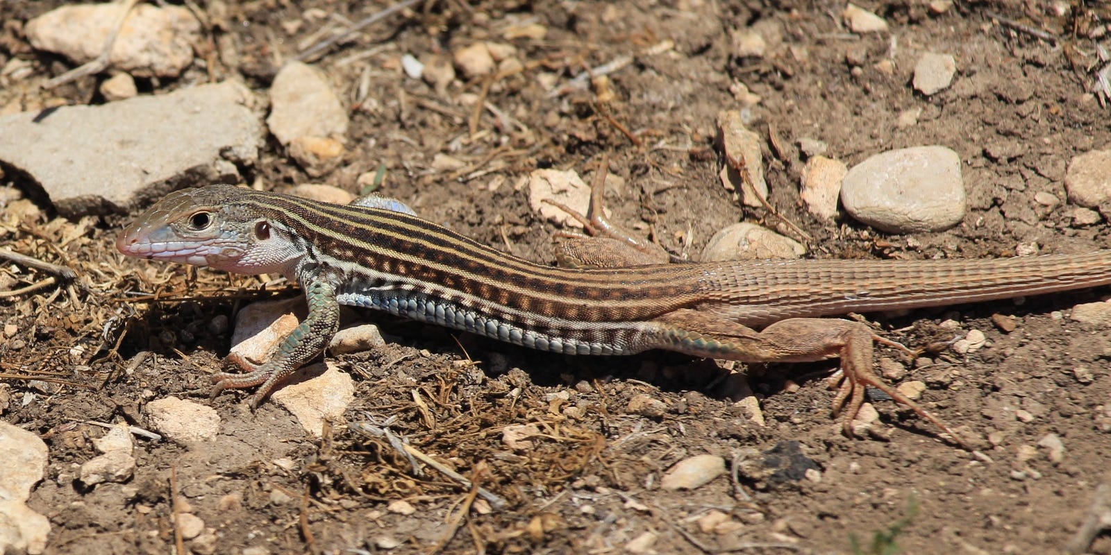 Texas Spotted Whiptail a speedy lizard that's always ready to eat