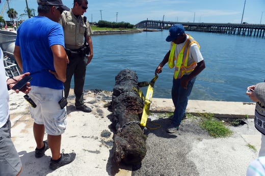 A 303-year-old cannon from the 1715 Spanish Plate Fleet was recovered off Sandy Point on Monday, Aug. 13, 2018 and removed from the water at Fisherman's Wharf in Fort Pierce. The cannon will be cleaned, treated and restored, a process that takes about three years, and placed on display at Melody Lane Fishing Pier in Fort Pierce.