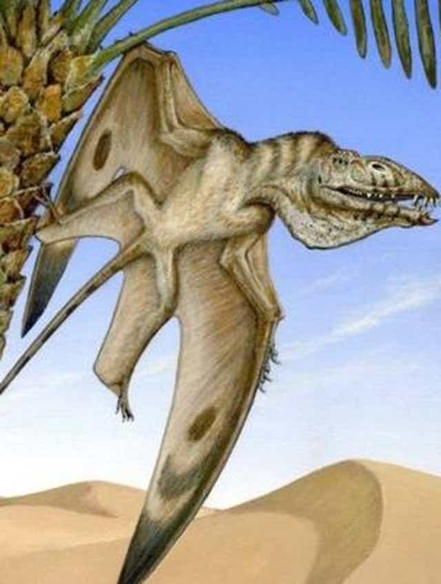 Fossil Of Oldest Pterodactyl Discovered In Utah Desert