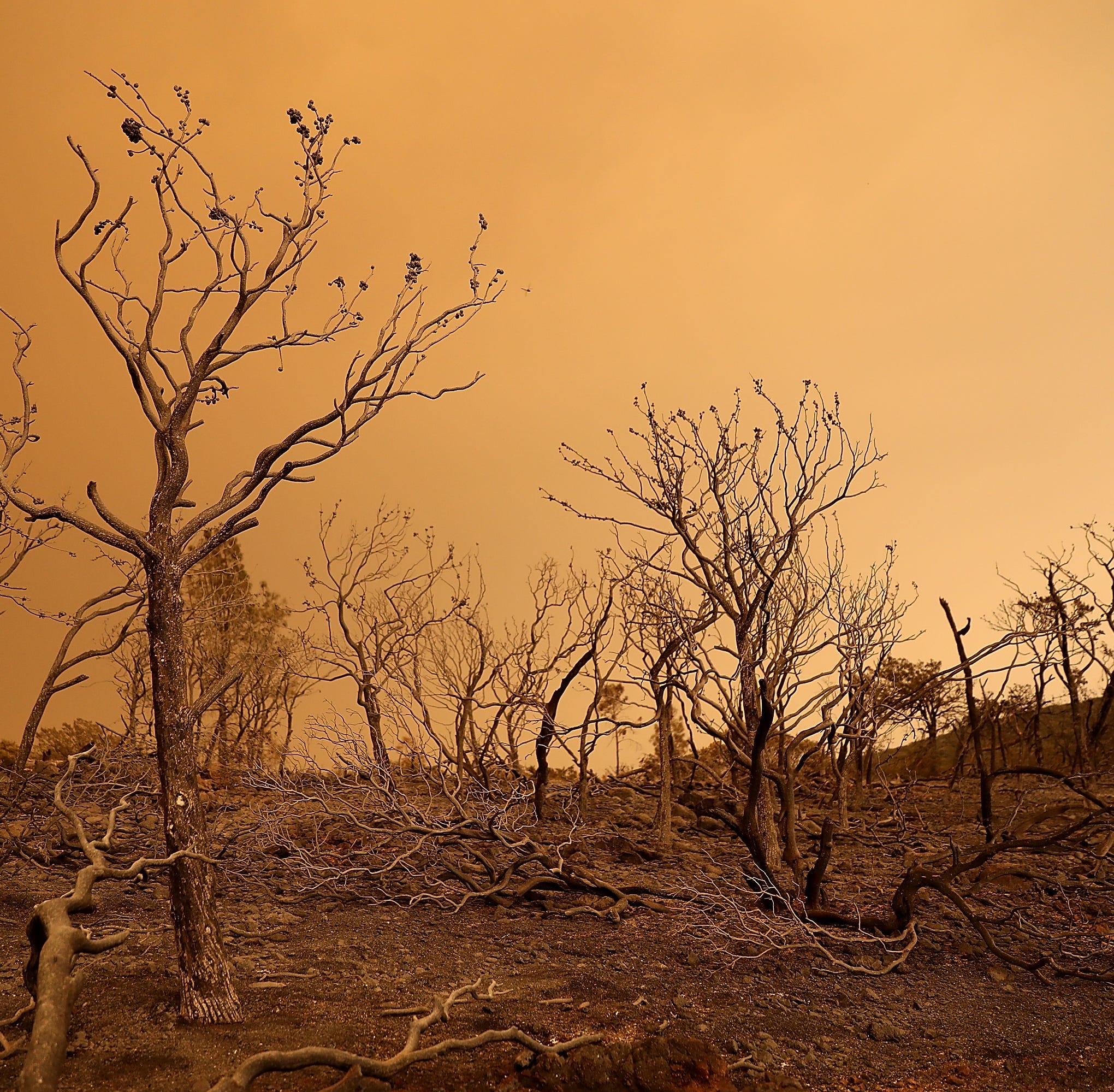 Trees burned by the Mendocino Complex fire stand in a field on August 8, 2018 near Lodoga, California. The Mendocino Complex Fire, which is made up of the River Fire and Ranch Fire, has surpassed the Thomas Fire to become the largest wildfire in Cali