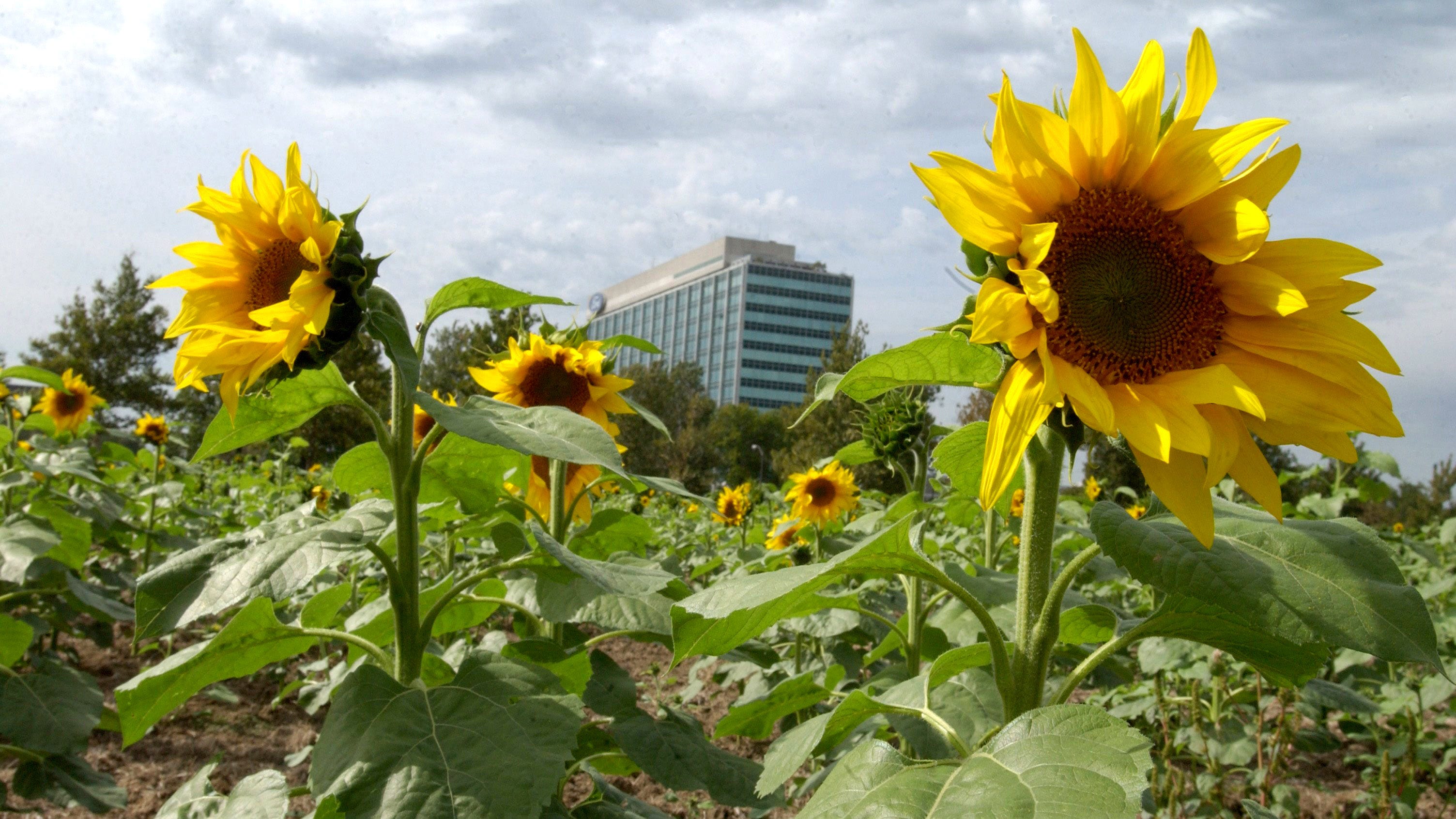 Bill Ford S Tie To Puerto Rico Visible Through Sunflowers