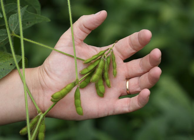 Soybean grower Ryan Bevins holds a sample at his farm in Hodginville, Kentucky