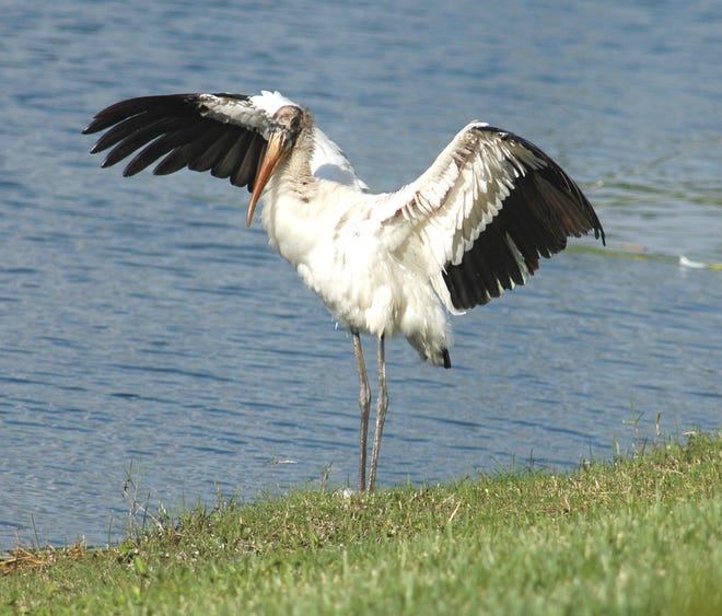 One of the 496 species spotted at Naples Lakes was this wood stork.