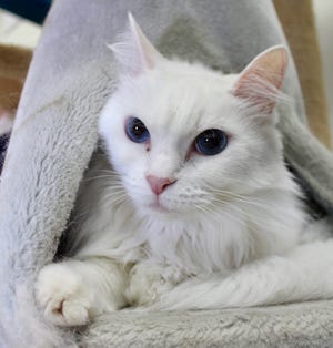 Bella, a 10-year-old Angora mix female. Lived most of her life in a quiet home, ready to meet new friends who can take a slow and gentle approach. Described as mellow and loves being brushed. Living well with other kitties in a shared cat suite.