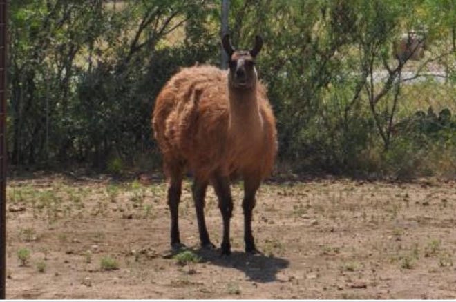 For the second time in three months a locked up llama is looking for a home. The llama is in the care of the city of San Angelo's animal shelter.