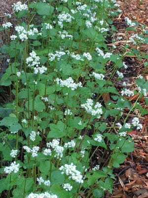 Buckwheat flowers attract pollinators and predatory insects.