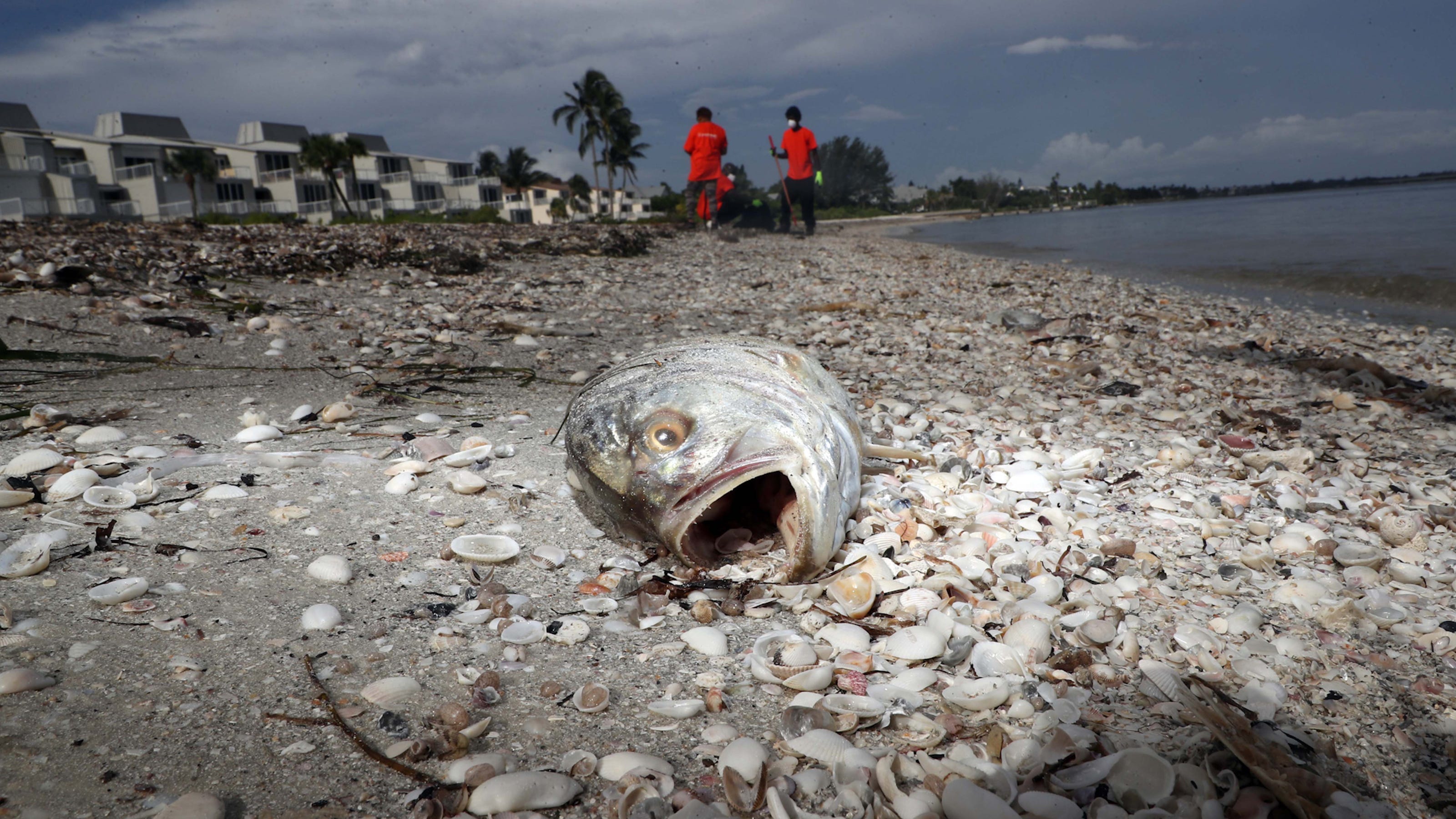 Red Tide prompts state of emergency in Florida