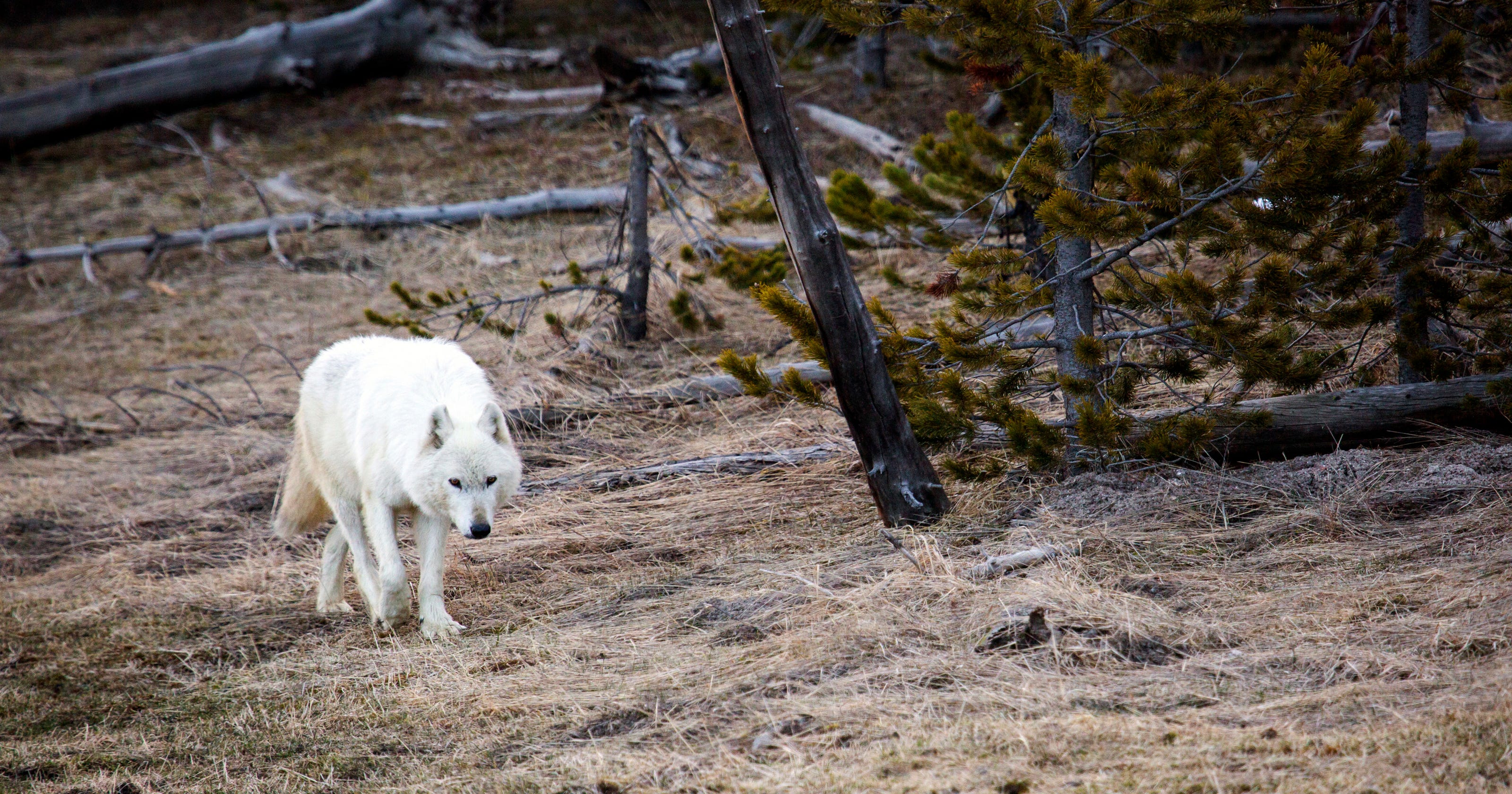Why Wolves Reintroduction Into Yellowstone Hasnt Restored - 