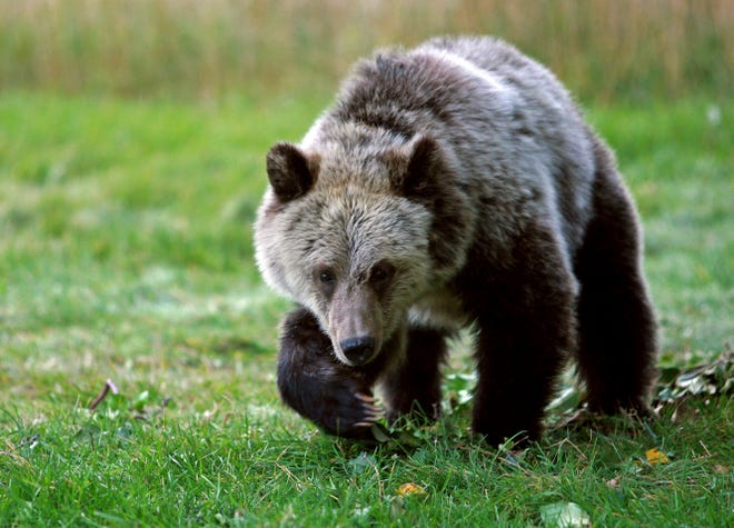 A grizzly bear cub forages for food a few miles from the north entrance to Yellowstone National Park in Gardiner, Montana, on Sept. 25, 2013.