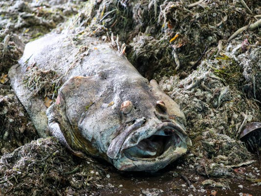 Fishdebris