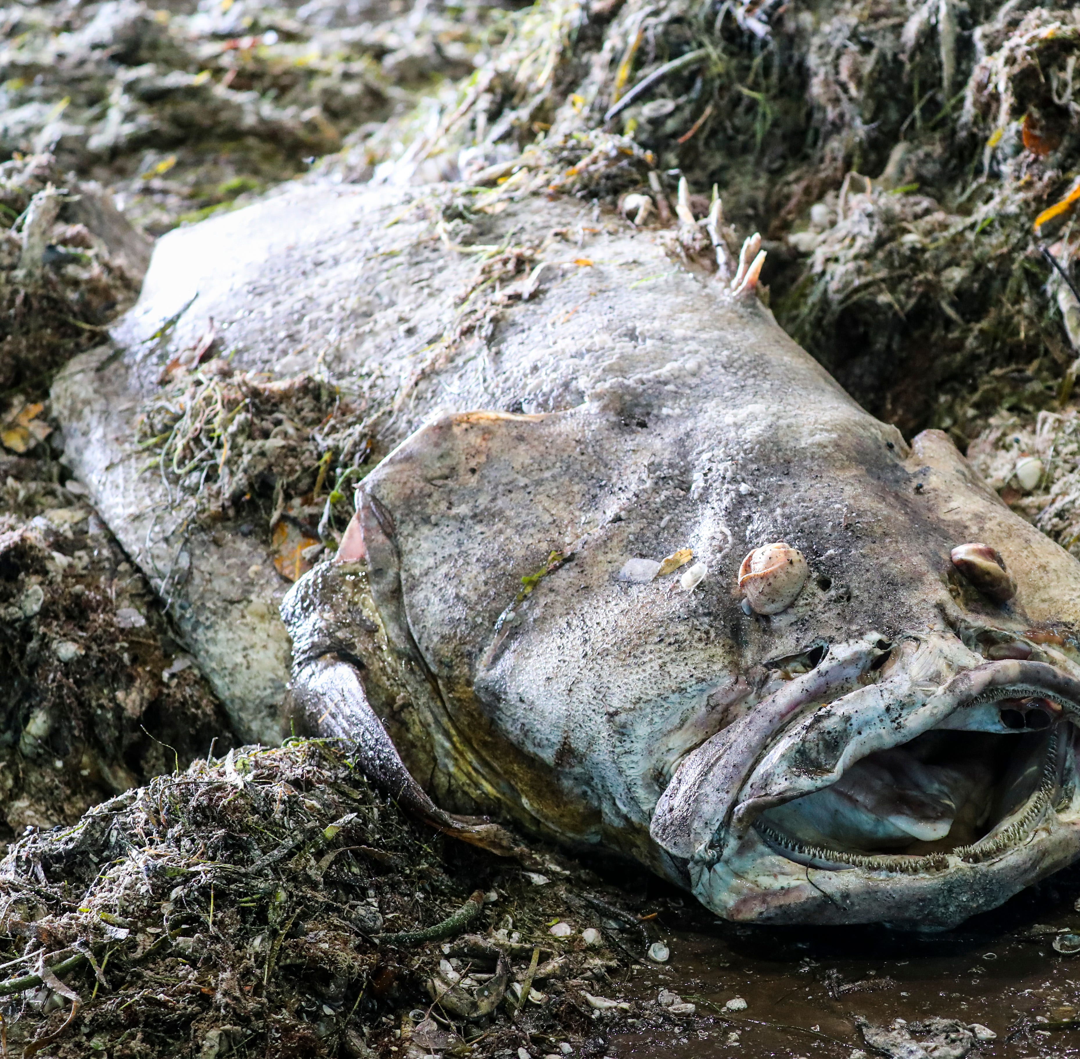 Giant fish flopped out of the truck onto the ground from this load that was brought from a few of the beaches on Sanibel Island. The amounts of fish and ocean creatures being brought in are slowing down, but the beaches are still being cleaned up. Th