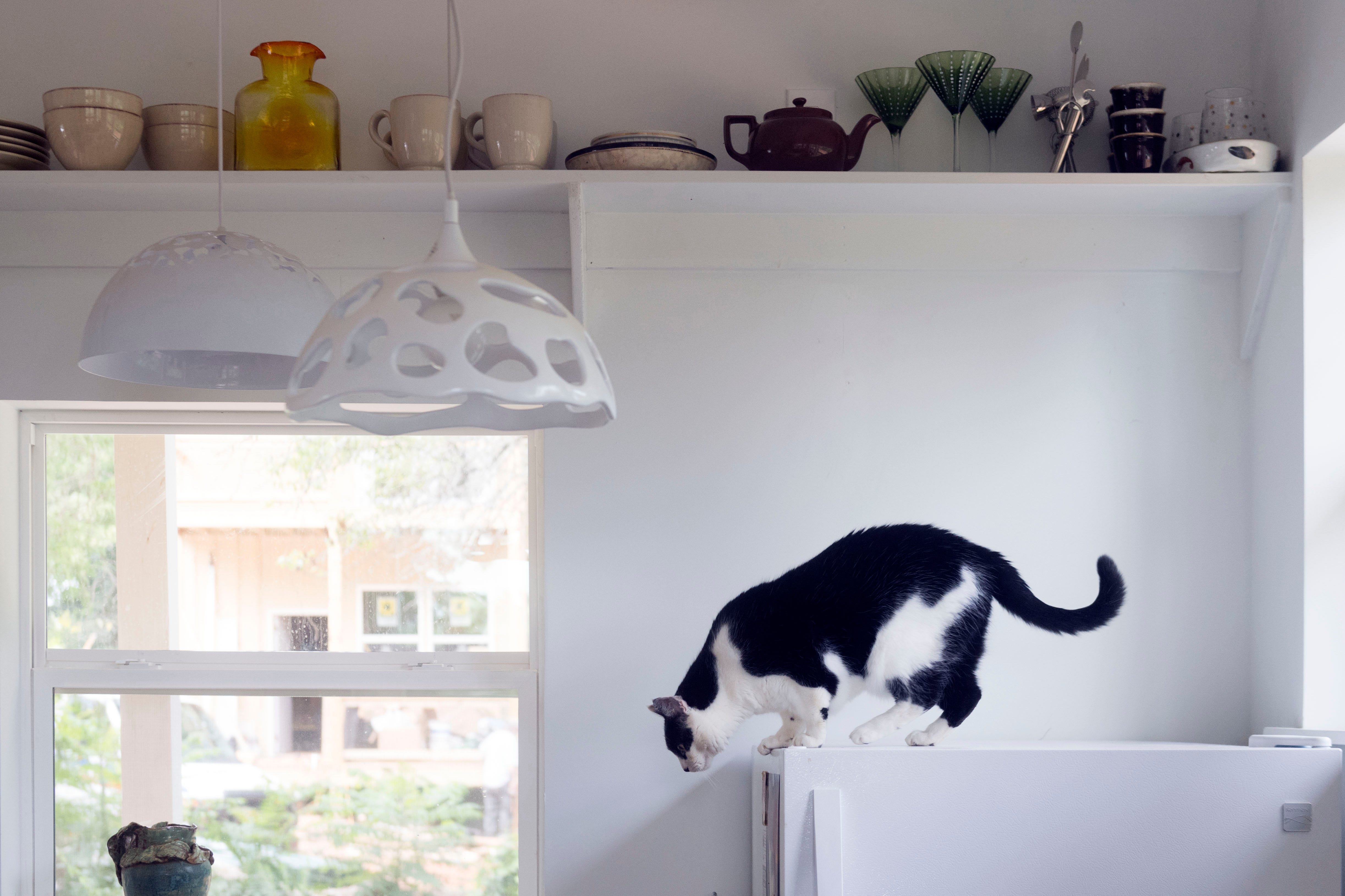 knox pets craigslist