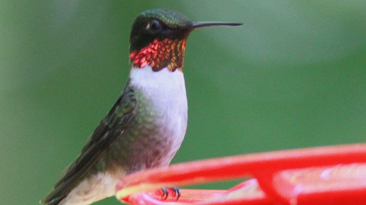 Hummingbirds are on their way! Check number of sightings in NJ on this interactive map