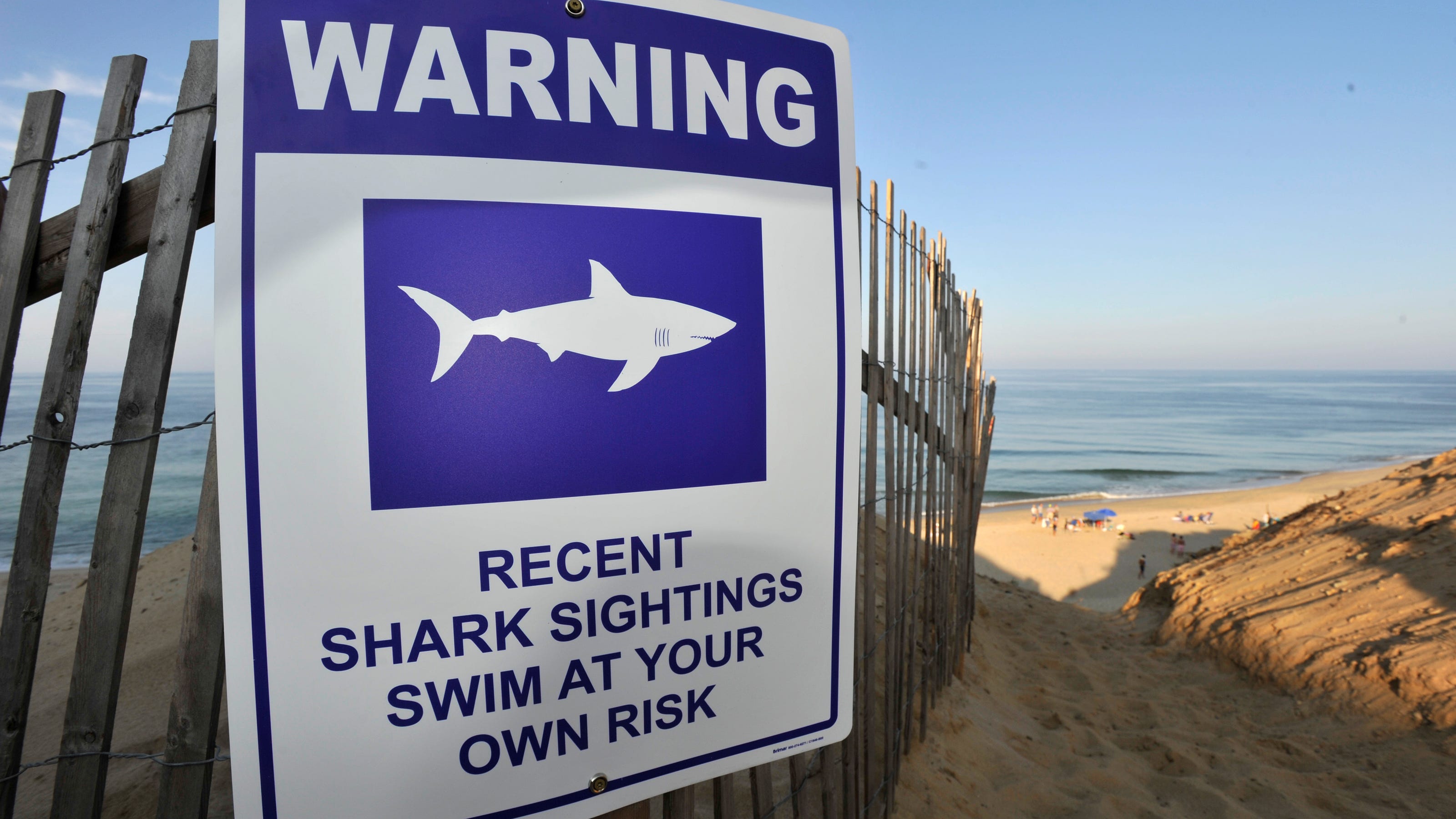 Cape Code Swimmer Suffers Wounds In Shark Attack On Cape Cod