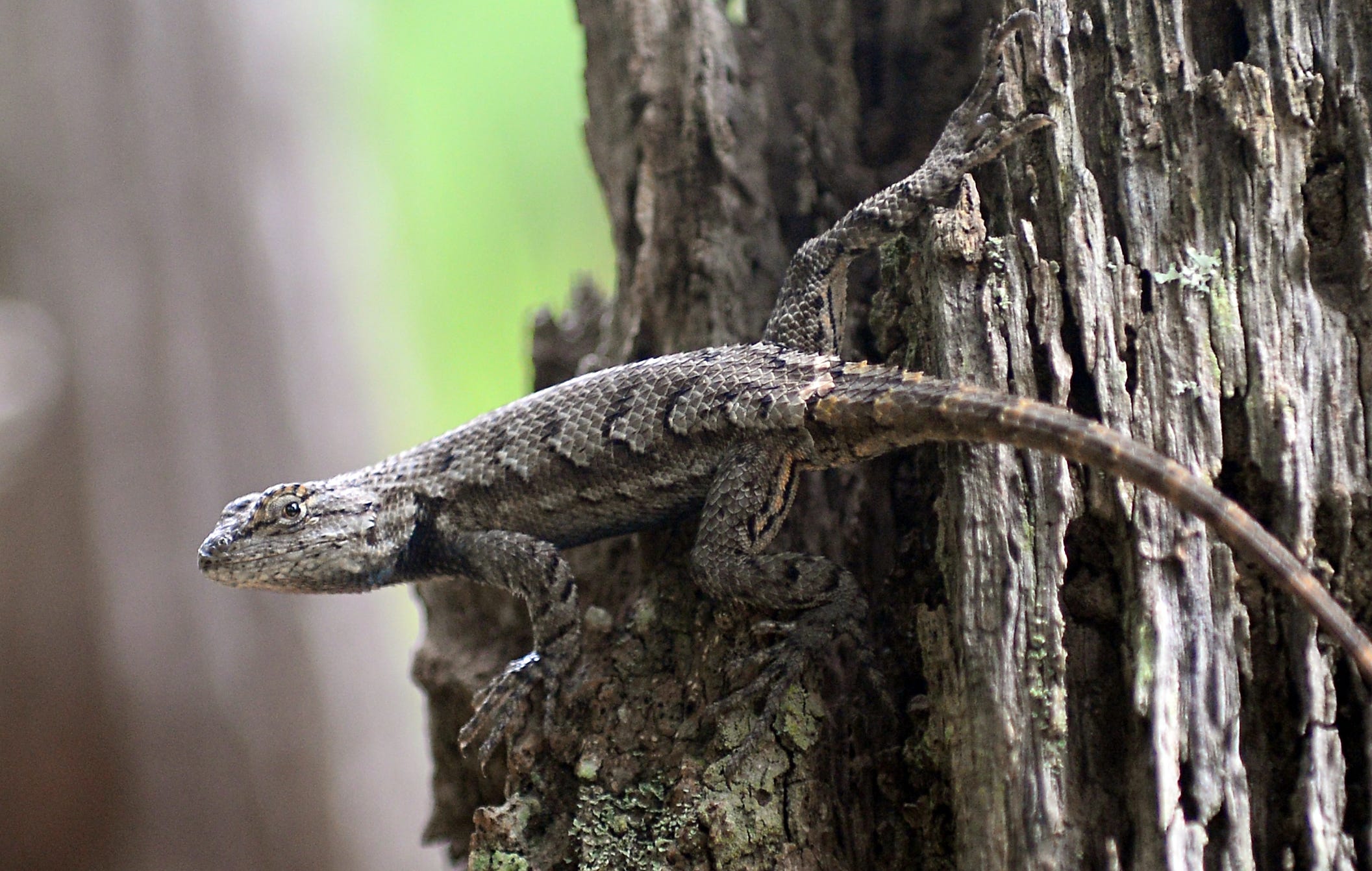 Menantico Preserve could add 86 acres in Vineland NJ