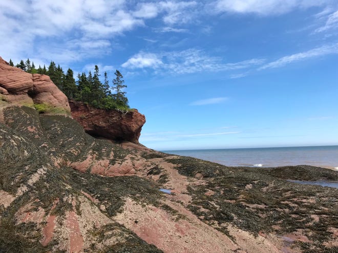 Seaweed covers the sandstone cliffs along the Bay of Fundy in St. Martins, New Brunswick. At high tide, the seaweed is covered with water, creating a dramatic, changeable landscape.