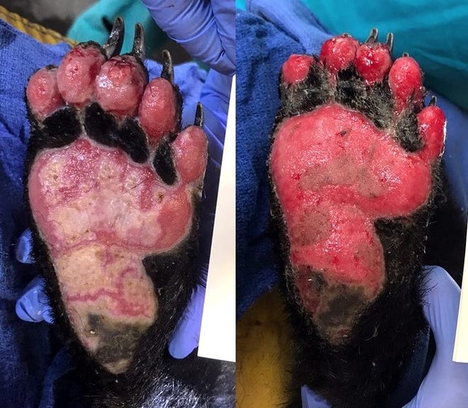 Photos taken five days apart show the rapid recovery of the Carr Fire bear's paws. Picture on the left shows new growth of delicate skin.