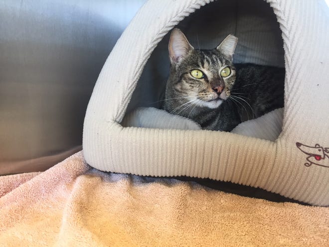 Teddy Bear, a 3-year-old brown tabby, was at Dr. Dan's Animal Hospital in Vero Beach, Florida, Aug. 17, 2018. He spent five days at the Humane Society of Vero Beach and Indian River County after being trapped by county animal control officers.