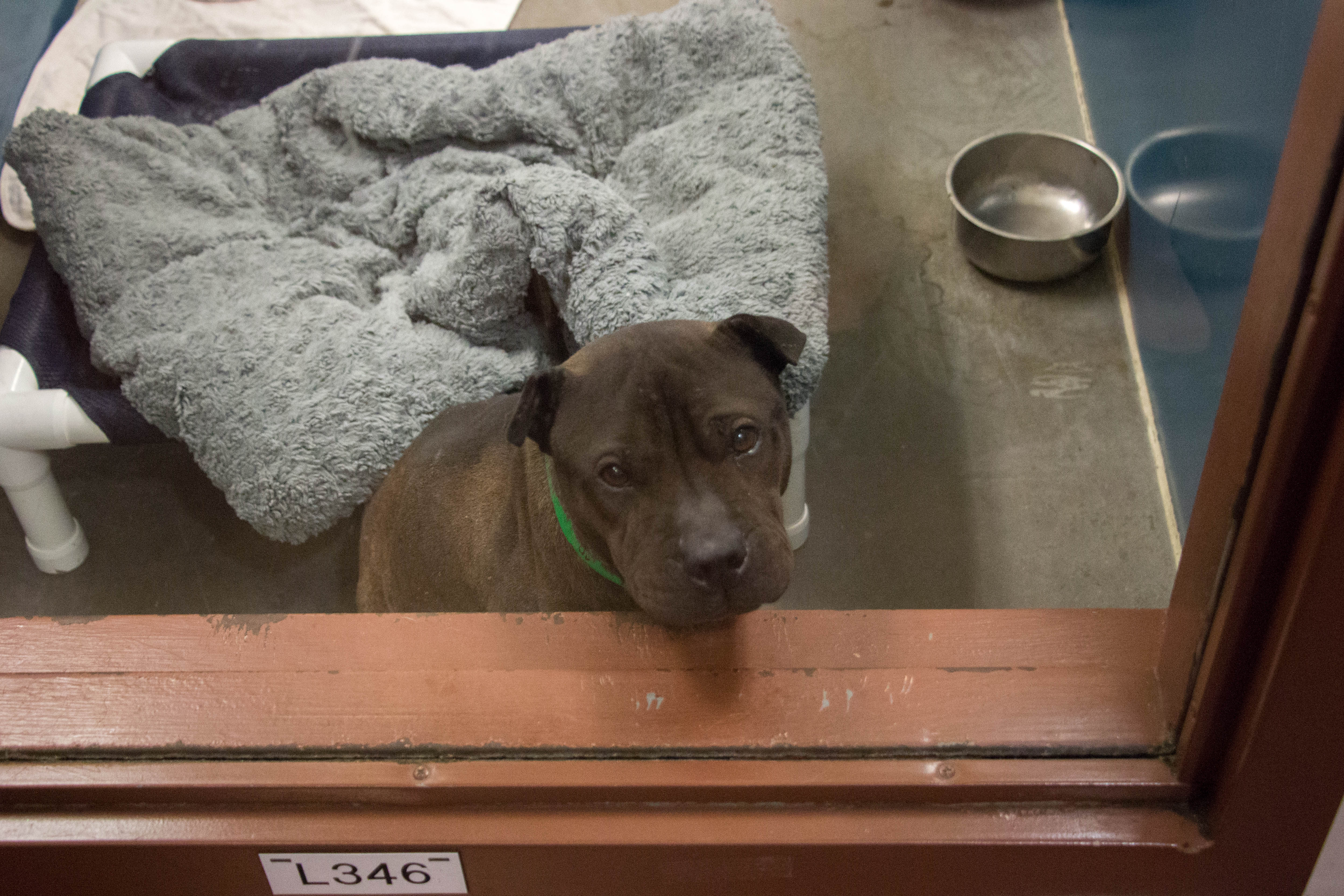 East Valley animal shelter will relocate to Baseline Road complex East Valley animal shelter will relocate to Baseline Road complex