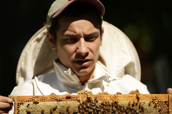 In a June 15, 2018 photo, beekeeper Sam Torres checks on his apiary at Glen Foerd in Philadelphia. Torres, 27, sells his honey and provides beekeeping consulting services under the name Keystone Colonies. He is part of a growing group in the Philadelphia beekeeping community: millennials.