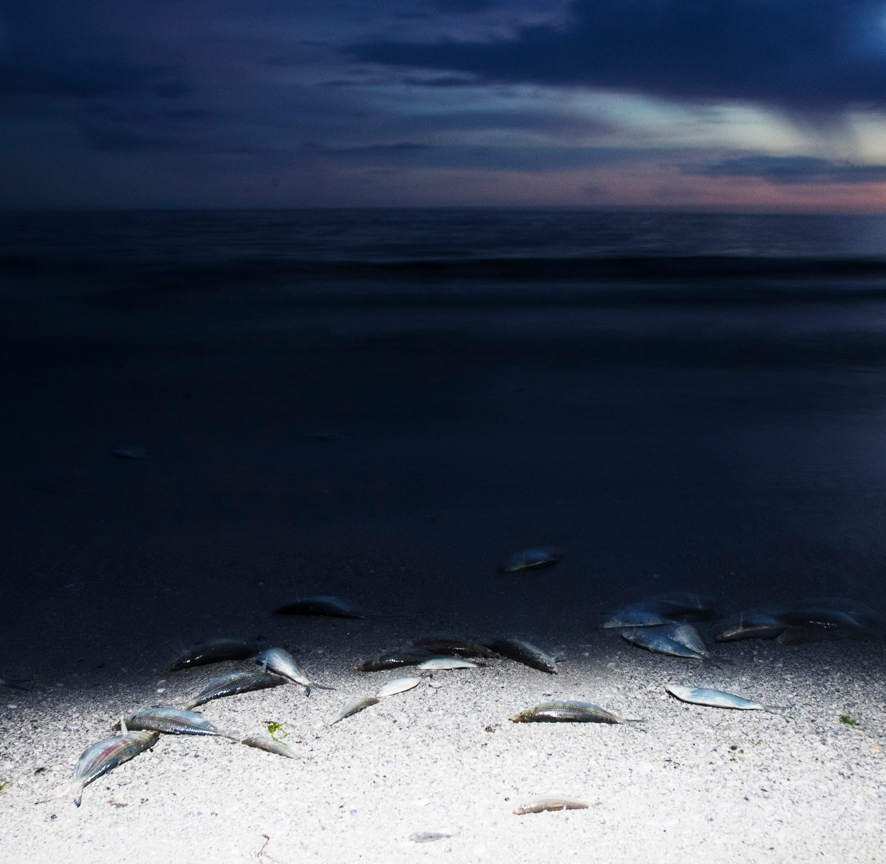 Dead fish line the beach at apporoxmately a third of the way down Fort Myers Beach on Friday evening 8/17/2018. Despite reports of clean beaches in Southwest Florida some areas are seeing large fluctuations in red tide counts throughout the area.