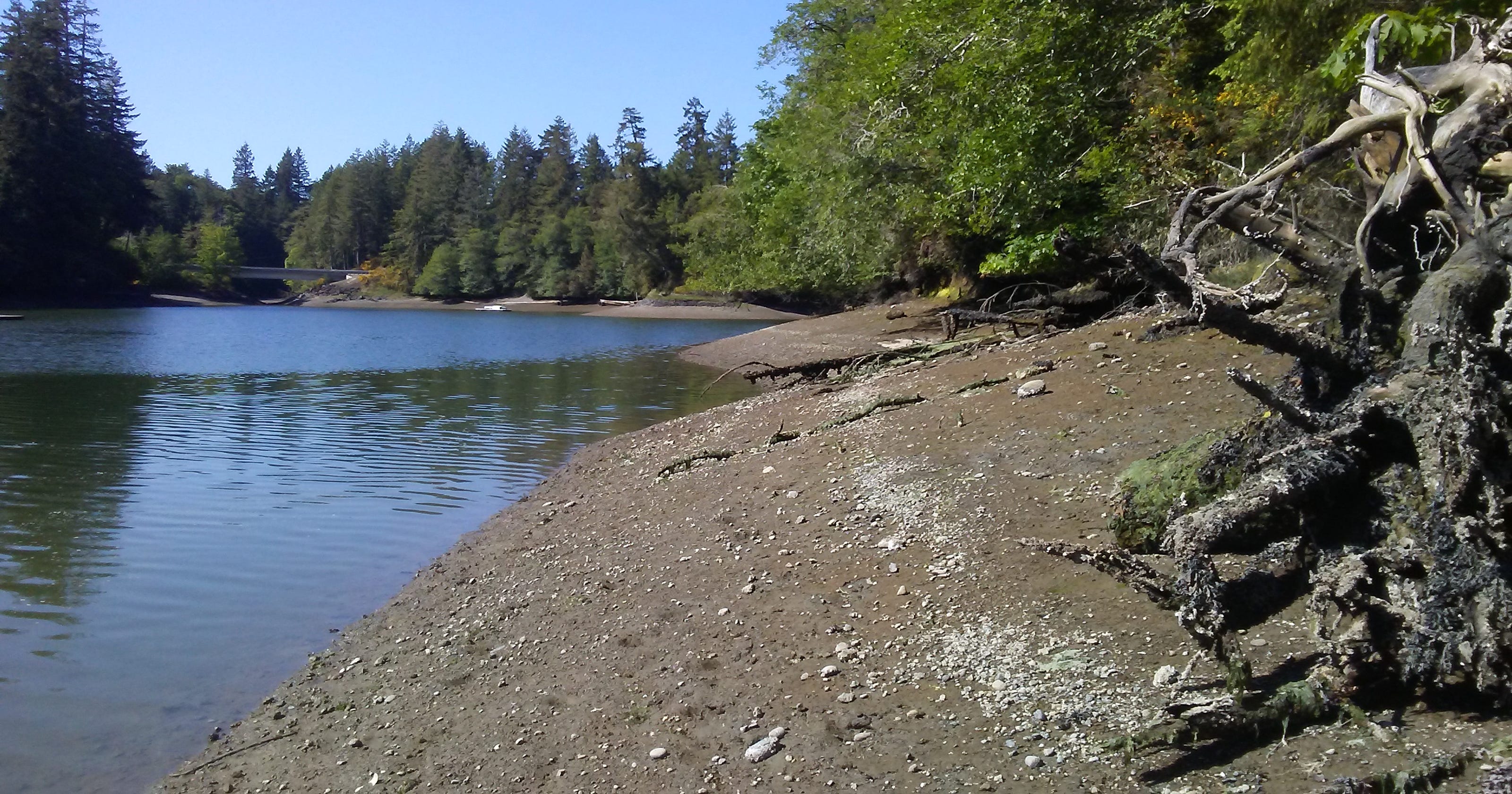 Shoreline in Mason County purchased to protect salmon habitat