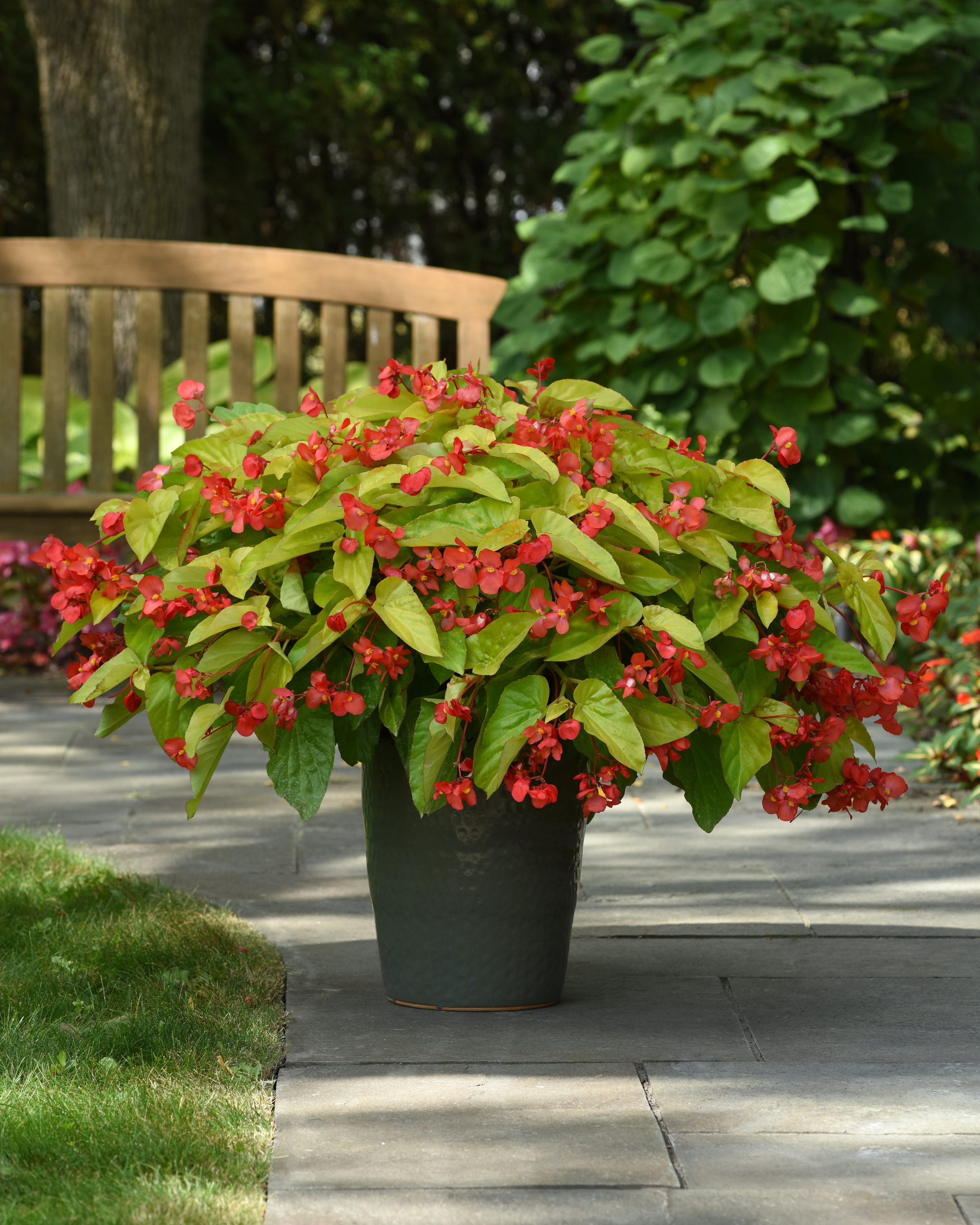 The Hoosier Gardener Trendy Plants Products Found At Trade Shows