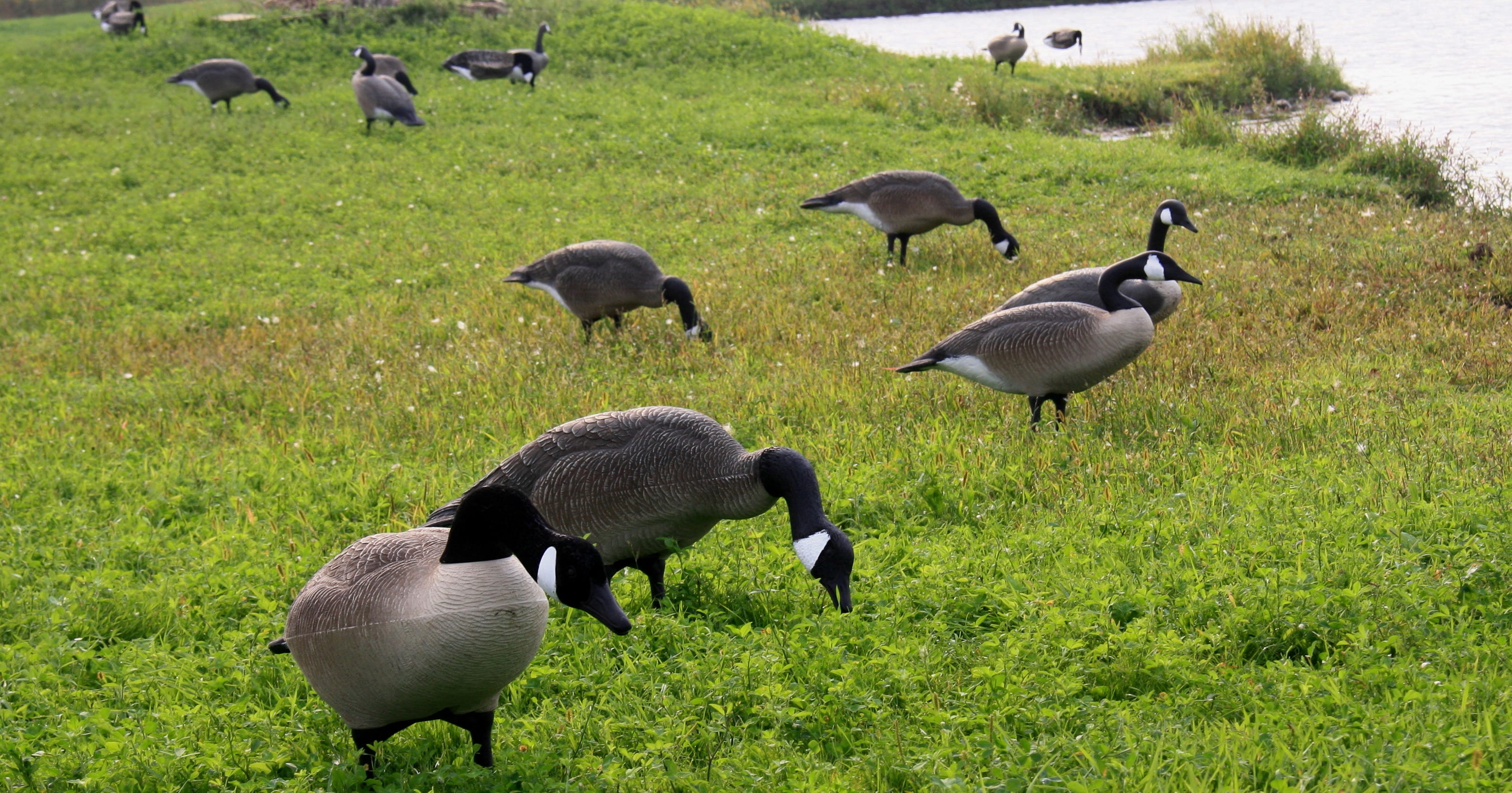 Here are some tips for early goose hunting season