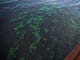 Algae floats on the surface of the St. Lucie River on Monday, Aug. 20, 2018, along the riverwalk in downtown Stuart.