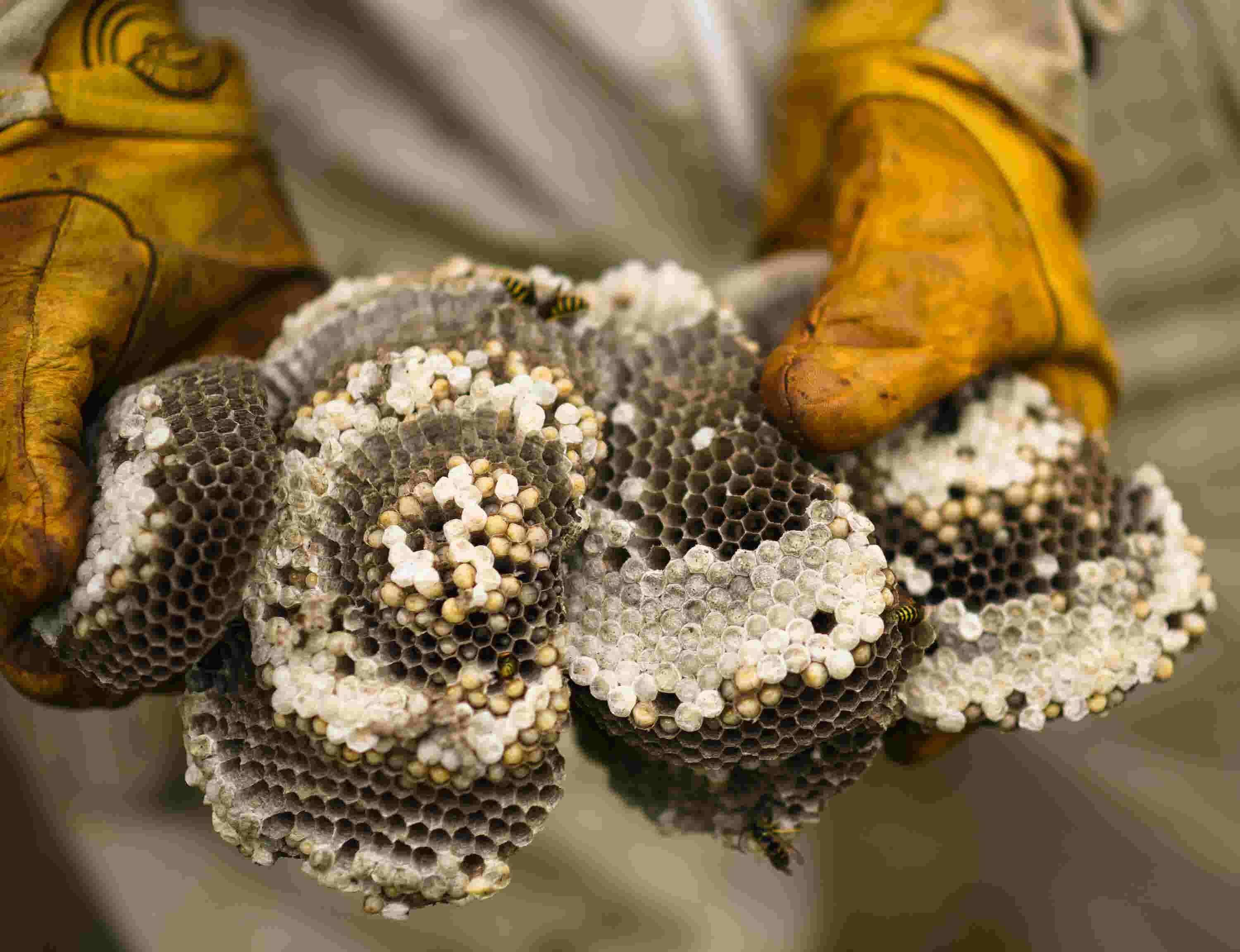 this michigan family will remove hornets yellow jackets for free