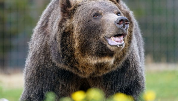 A grizzly bear living at the Grizzly & Wolf...