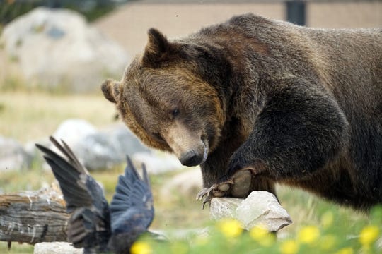 Grizzly Hunt Pits Tourists Against Trophy Hunters In Wyoming