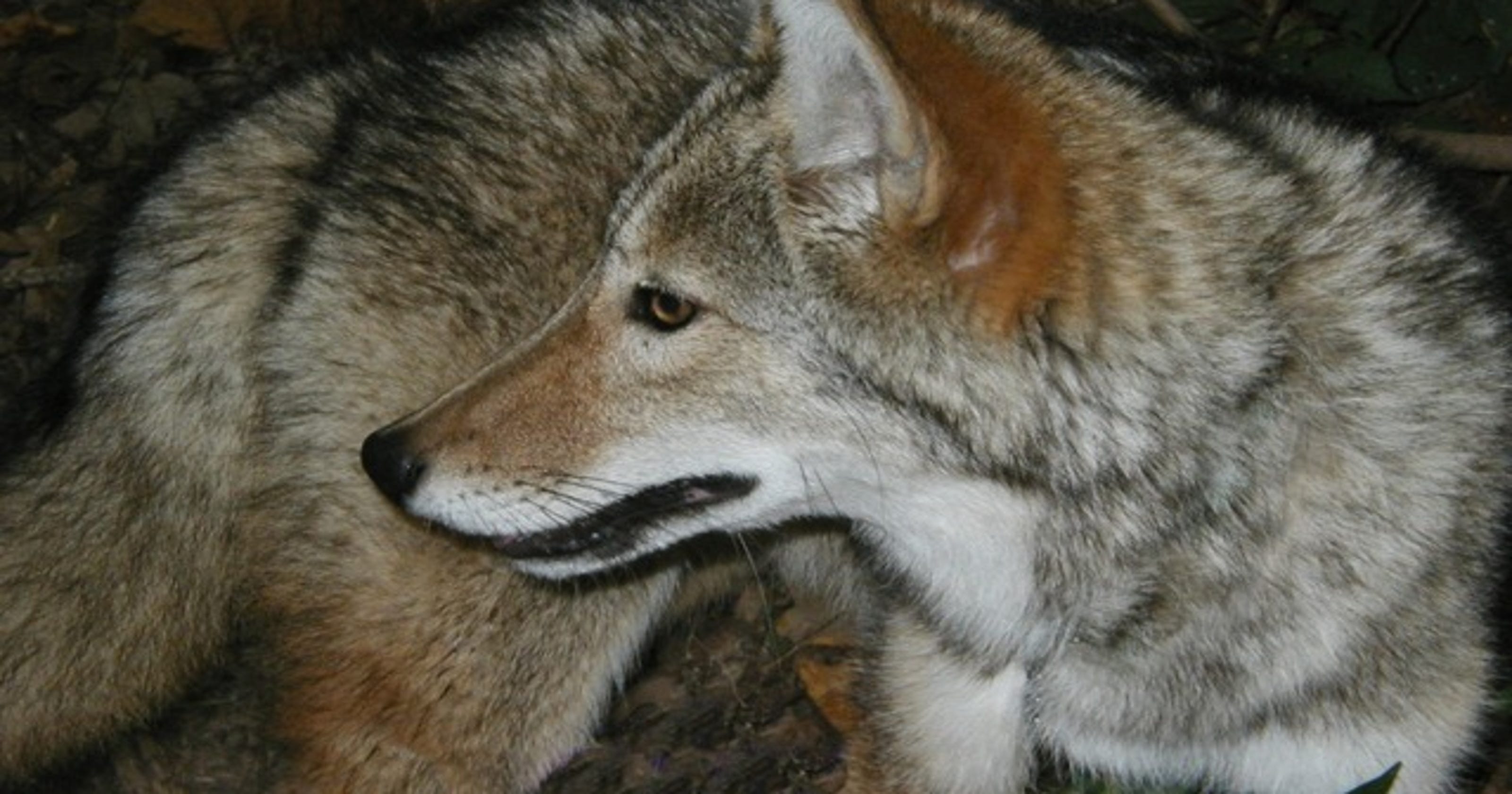 Answer Man: Will a coyote eat my cat? Hop my fence?
