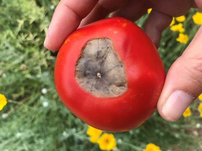 Blossom end rot on a tomato.